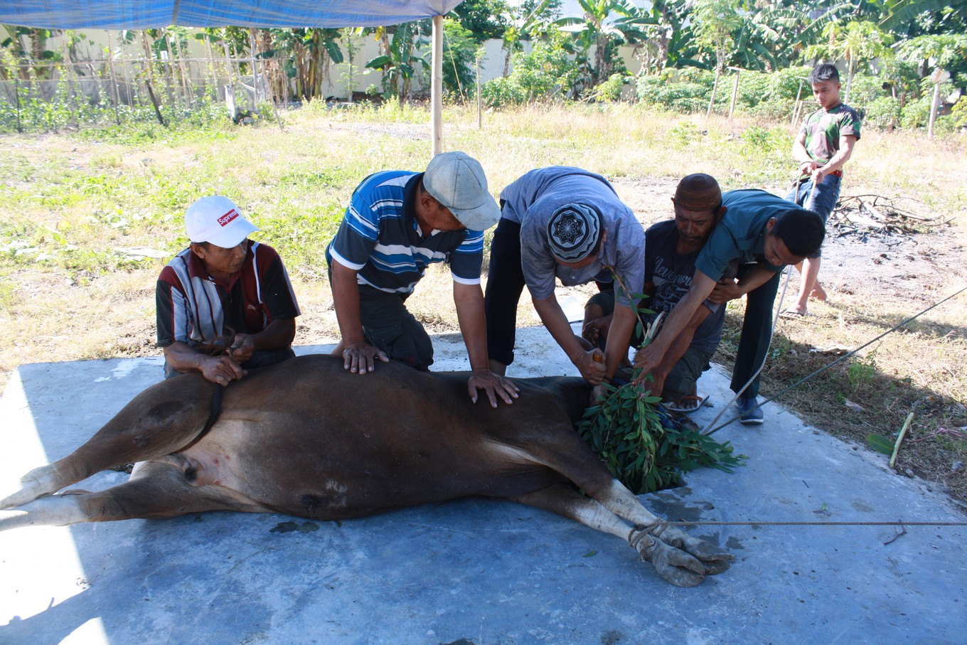 qurban 5